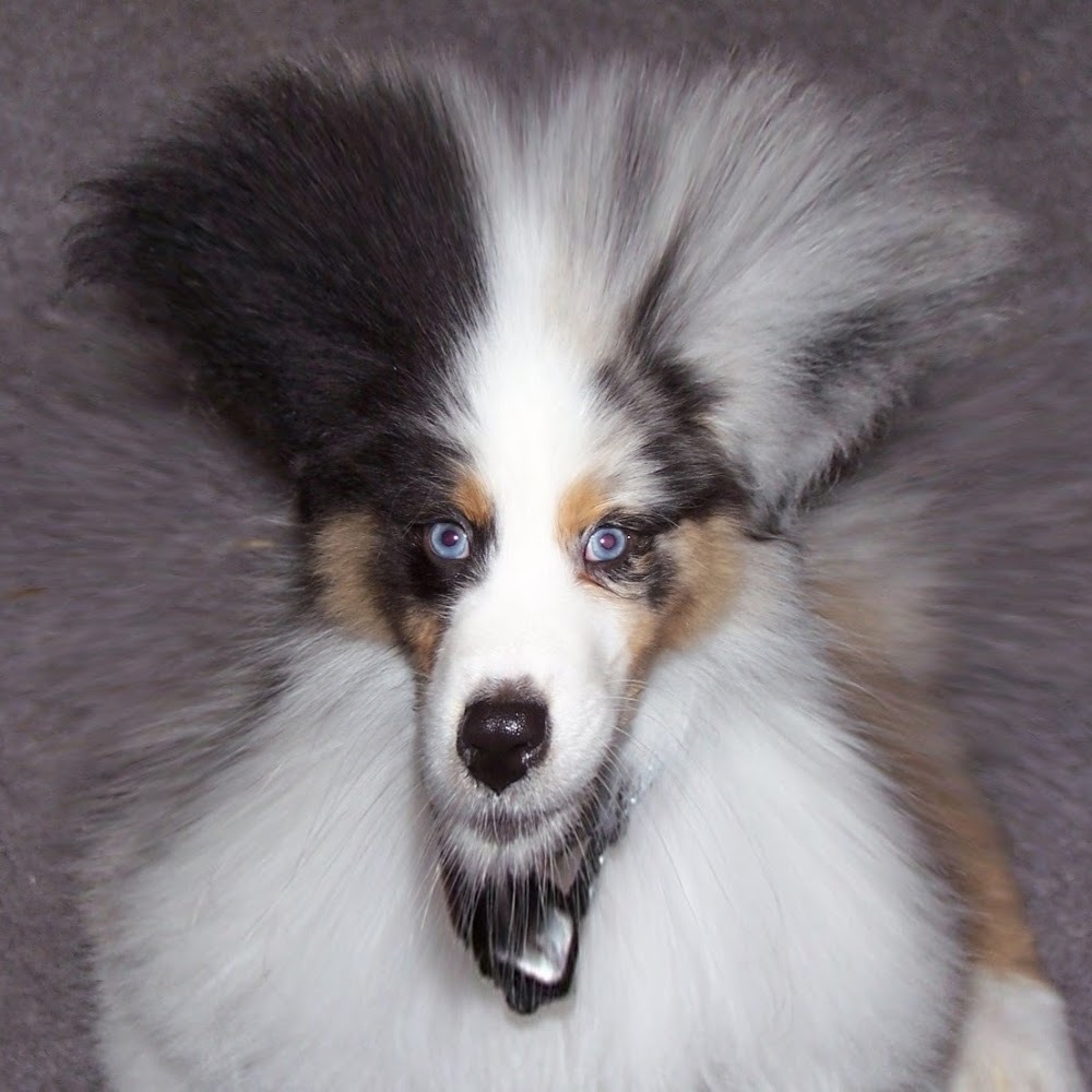 Meet your Posher, Will